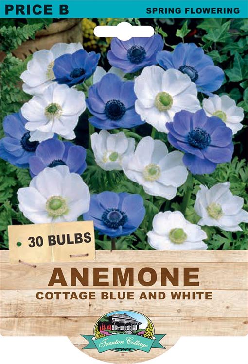 Picture of ANEMONE - COTTAGE BLUE & WHITE