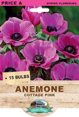 Picture of ANEMONE - COTTAGE PINK 
