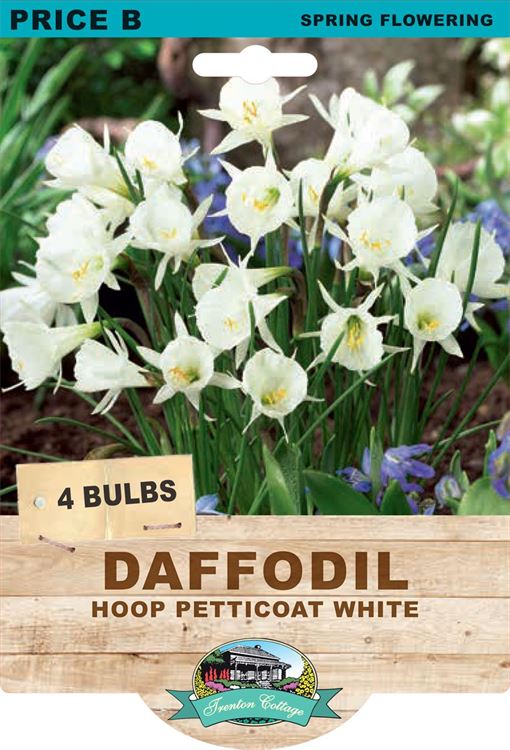 Picture of DAFFODIL - HOOP PETTICOAT WHITE