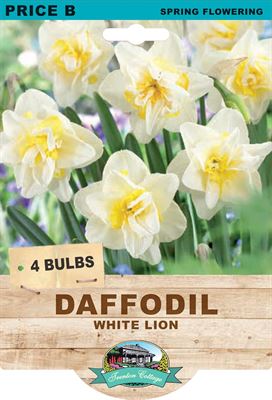 Picture of DAFFODIL - WHITE LION 