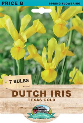 Picture of DUTCH IRIS - TEXAS GOLD 