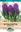 Picture of HYACINTH - WOODSTOCK 
