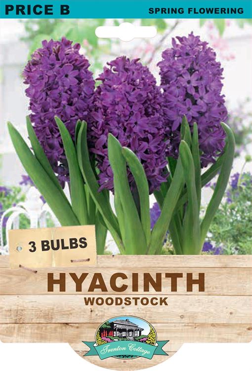 Picture of HYACINTH - WOODSTOCK 