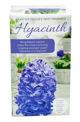 Picture of HYACINTH VASE KITS - BLUE 