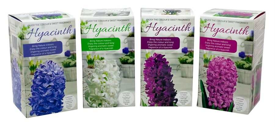 Picture of HYACINTH VASE KITS - PURPLE