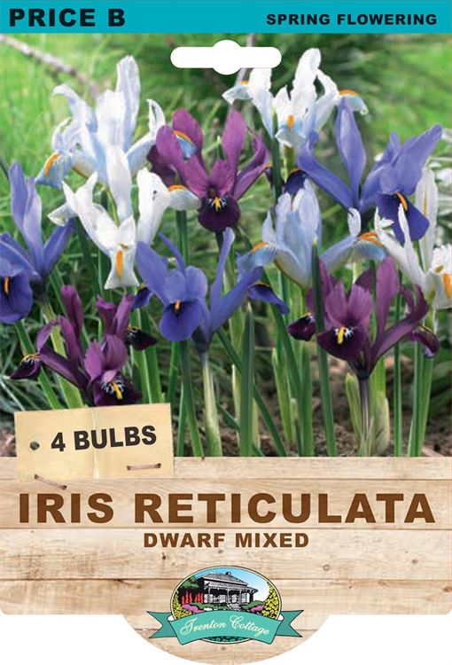 Picture of IRIS RETICULATA - DWARF MIXED