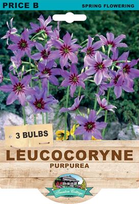 Picture of LEUCOCORYNE - PURPUREA 