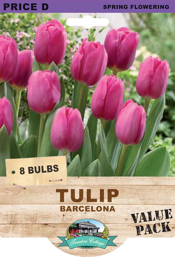 Picture of TULIP - BARCELONA