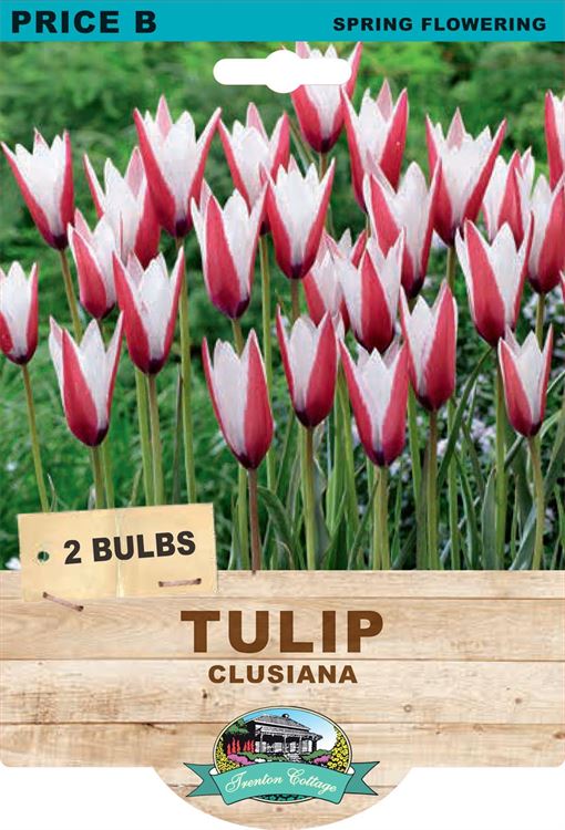 Picture of TULIP - CLUSIANA 