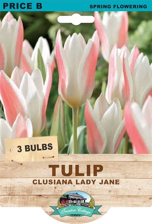 Picture of TULIP - CLUSIANA LADY JANE