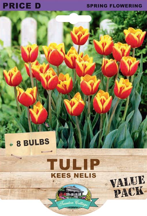 Picture of TULIP - KEES NELIS