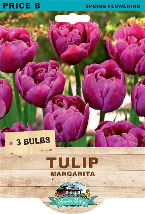 Picture of TULIP - MARGARITA