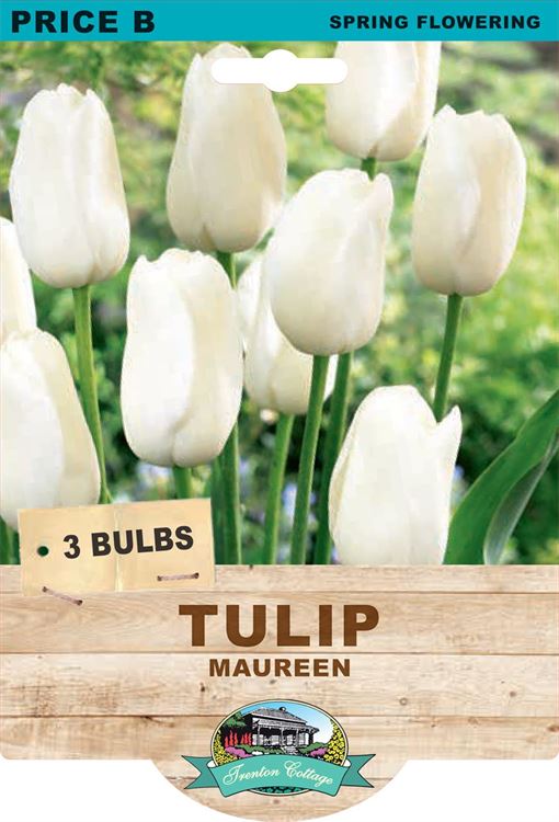 Picture of TULIP - MAUREEN