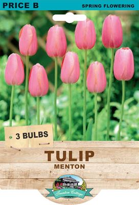 Picture of TULIP - MENTON