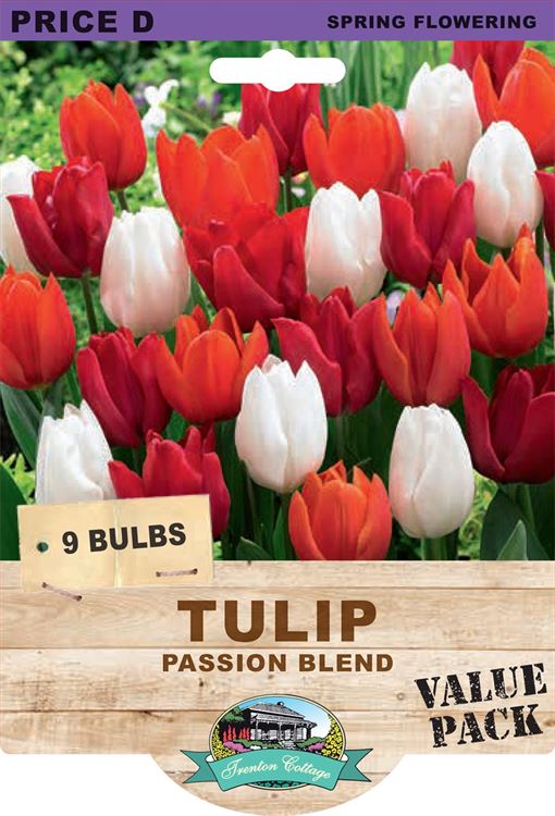 Picture of TULIP - PASSION BLEND