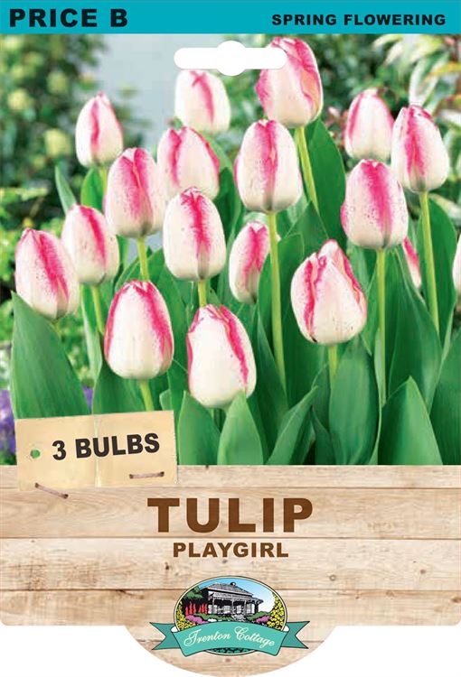 Picture of TULIP - PLAYGIRL