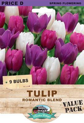 Picture of TULIP - ROMANTIC BLEND