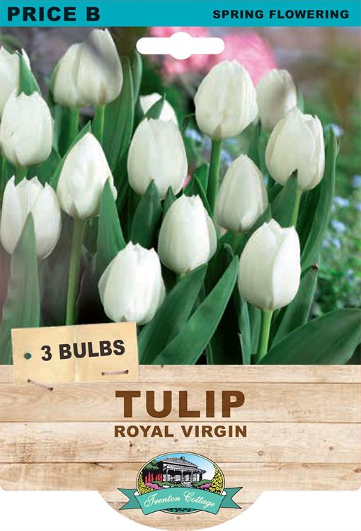 Picture of TULIP - ROYAL VIRGIN