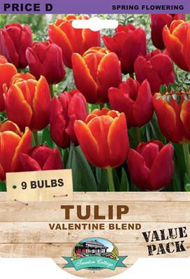 Picture of TULIP - VALENTINE BLEND