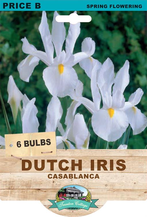 Picture of DUTCH IRIS - CASABLANCA 