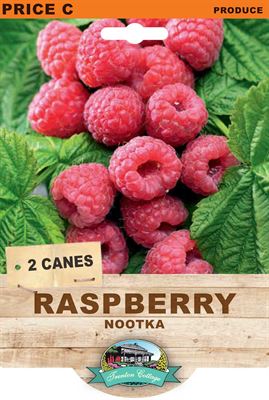 Picture of RASPBERRY - NOOTKA 