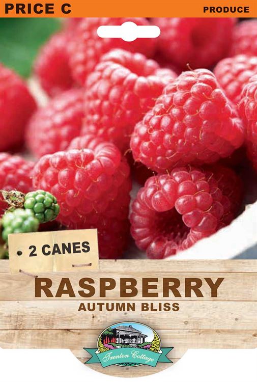 Picture of RASPBERRY - AUTUMN BLISS 