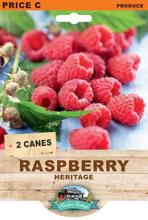 Picture of RASPBERRY - HERITAGE 