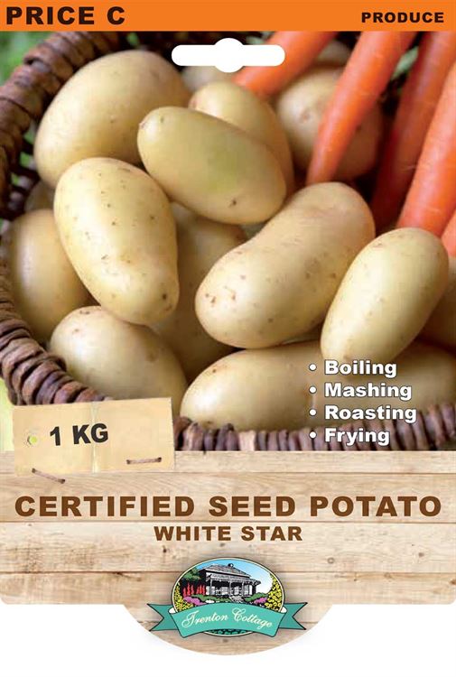 Picture of CERTIFIED SEED POTATO - WHITE STAR 