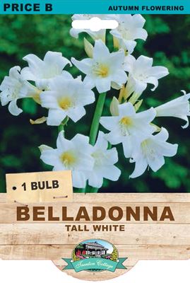 Picture of BELLADONNA - TALL WHITE