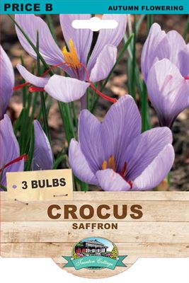 Picture of CROCUS - SAFFRON