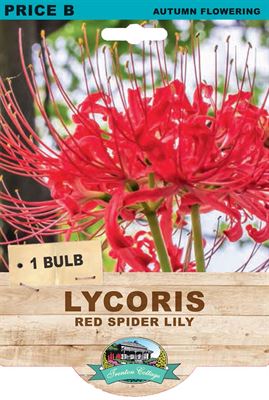 Picture of LYCORIS - RED SPIDER LILY