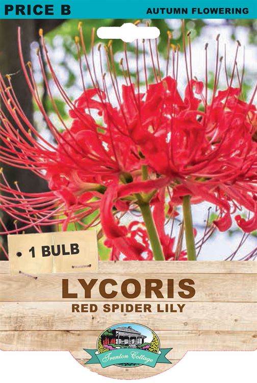 Picture of LYCORIS - RED SPIDER LILY