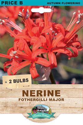 Picture of NERINE - FOTHERGILLI MAJOR