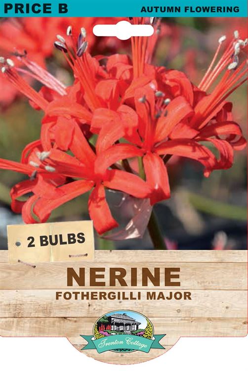 Picture of NERINE - FOTHERGILLI MAJOR