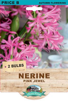 Picture of NERINE - PINK JEWEL