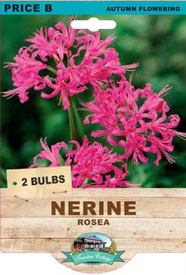 Picture of NERINE - ROSEA