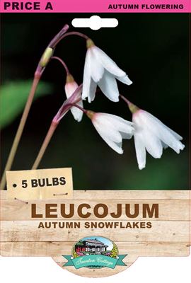 Picture of LEUCOJUM - AUTUMN SNOWFLAKES