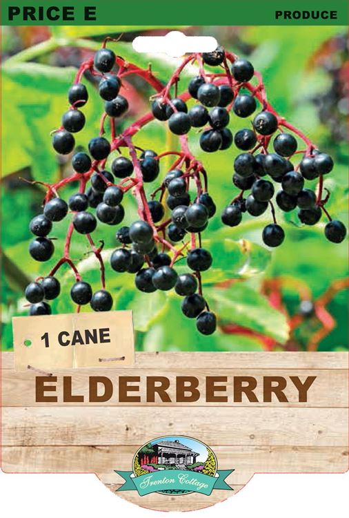 Picture of ELDERBERRY