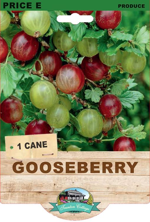 Picture of GOOSEBERRY