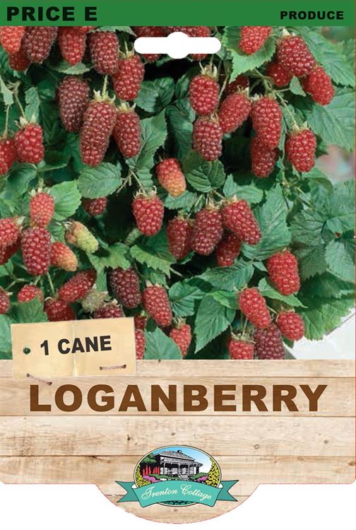 Picture of LOGANBERRY