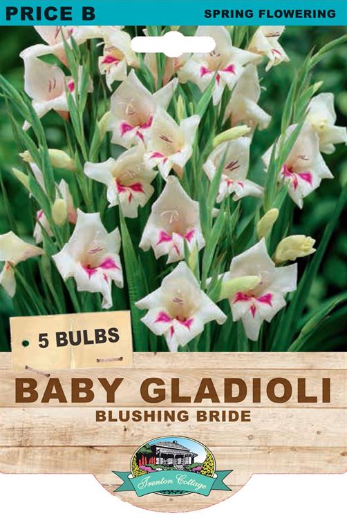 Picture of BABY GLADIOLI - BLUSHING BRIDE