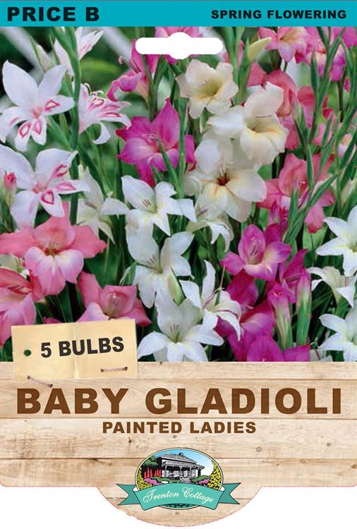 Picture of BABY GLADIOLI - PAINTED LADIES