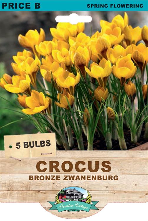 Picture of CROCUS - BRONZE ZWANENBURG