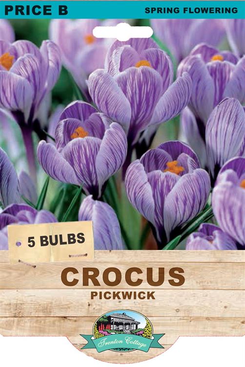 Picture of CROCUS - PICKWICK