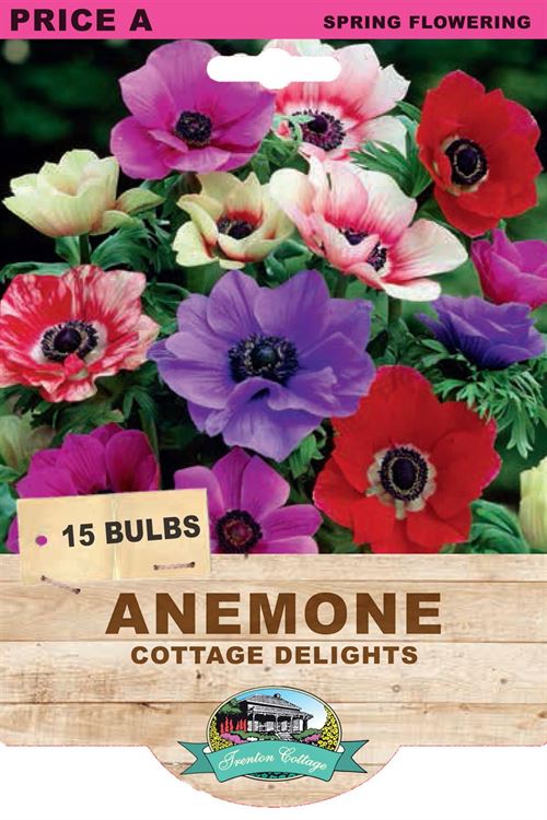 Picture of ANEMONE - COTTAGE DELIGHTS