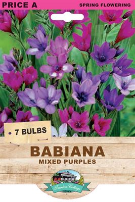 Picture of BABIANA - MIXED PURPLES