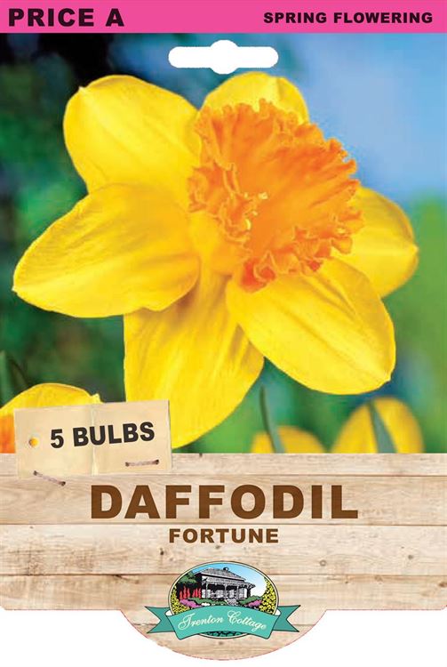 Picture of DAFFODIL - FORTUNE