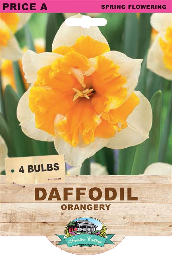 Picture of DAFFODIL - ORANGERY