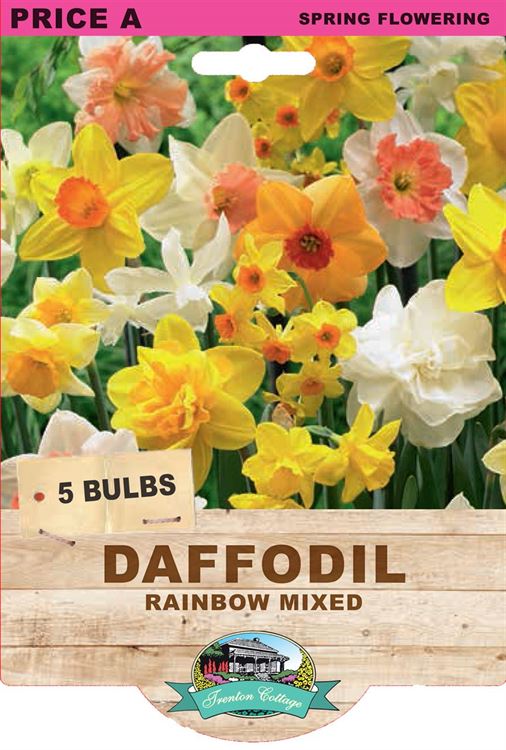 Picture of DAFFODIL - RAINBOW MIXED