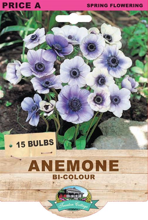 Picture of ANEMONE - BI-COLOUR